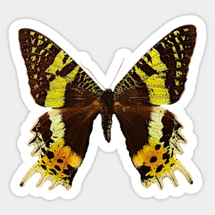 Beautiful Madagascan sunset moth Sticker